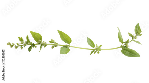 Green twig transparent background