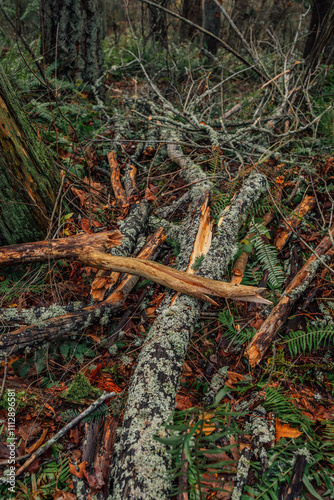 pile of fallen branches, trees after windstorm photo