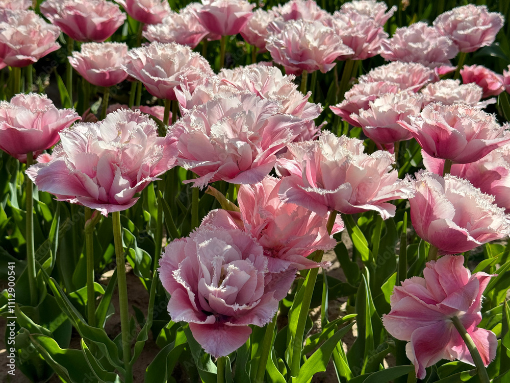 Obraz premium Tulips beautiful pink fringed flowers in spring garden.