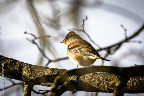 Ein weiblicher Bergfink (Fringilla montifringilla) sitzt auf einem Ast photo