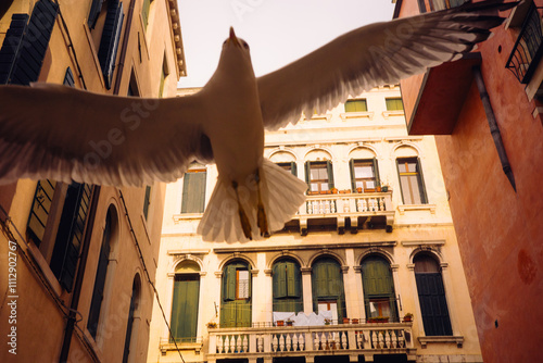 Seagull flying between buildings in a narrow urban alley photo