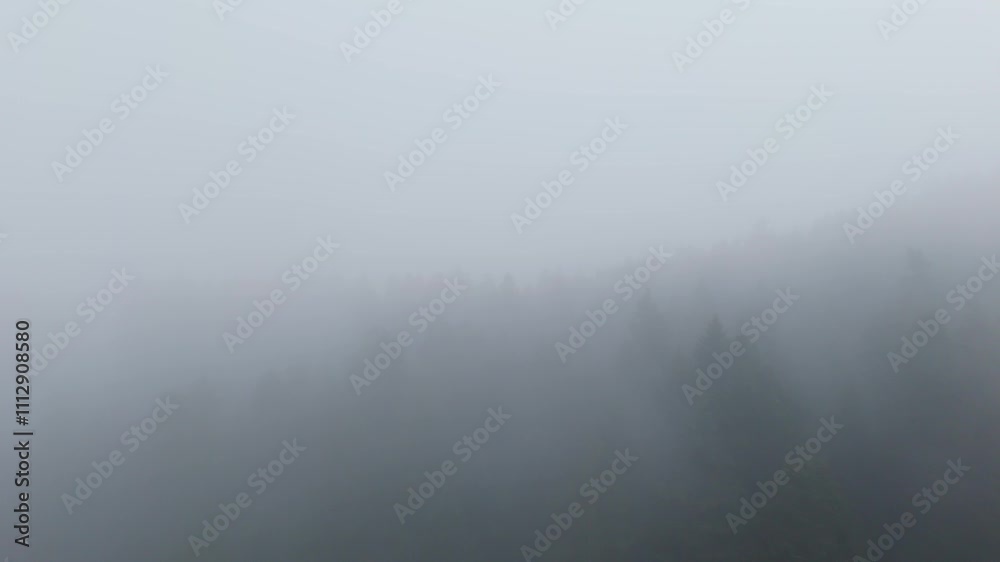 A forest in the fog, mist in the woodlands, flying above the trees, aerial shots, drone video. A forest in the fog, mist in the woodlands, flying above the trees, aerial shots, drone video.