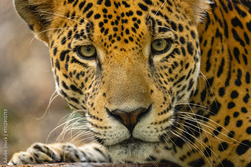 Portrait of a jaguar Portrait of a jaguar