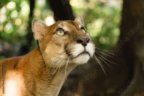 Portrait of a Puma in the jungle