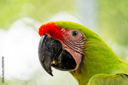 Portrait of a green macaw photo