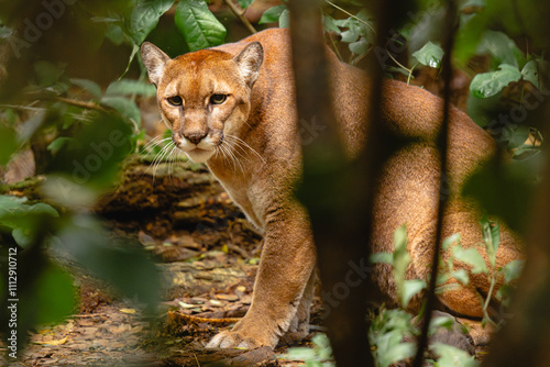 Image of a Puma in the middle of the jungle  photo