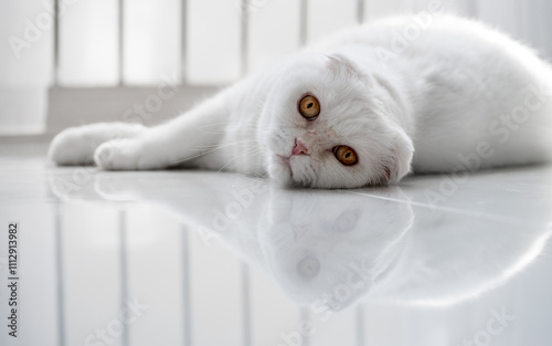 white fluffy cat