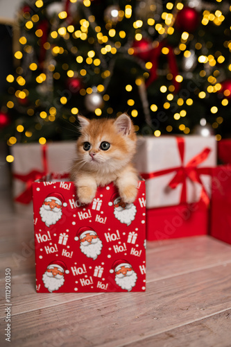 Wallpaper Mural Scottish fold kitten in a New Year's gift box Torontodigital.ca