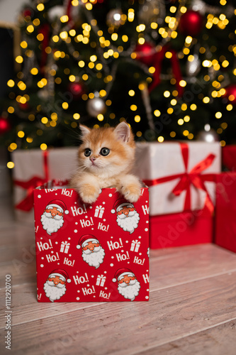Wallpaper Mural Scottish fold kitten in a New Year's gift box Torontodigital.ca