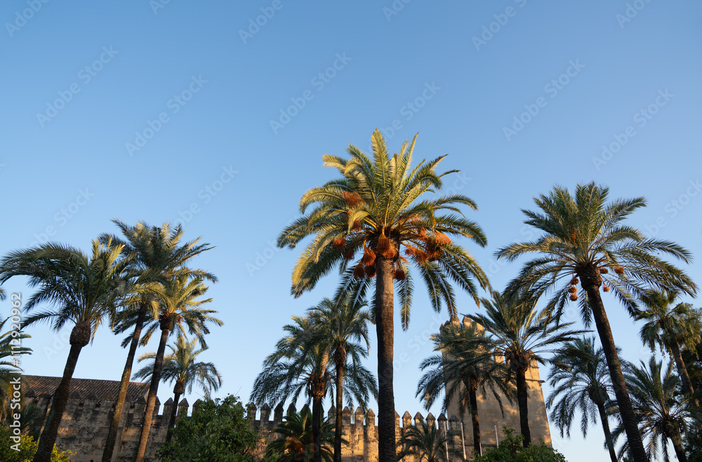 Cordoba cityscape with palm trees and fortress view Cordoba cityscape with palm trees and fortress view