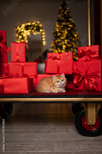 Wallpaper Mural Scottish fold kitten in a New Year's gift box Torontodigital.ca
