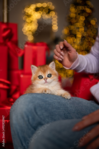 Wallpaper Mural Scottish fold kitten in a New Year's gift box Torontodigital.ca