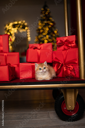 Wallpaper Mural Scottish fold kitten in a New Year's gift box Torontodigital.ca