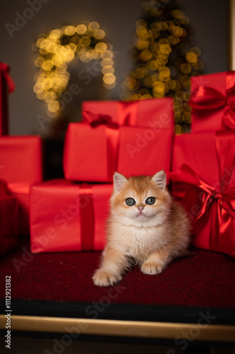 Wallpaper Mural Scottish fold kitten in a New Year's gift box Torontodigital.ca