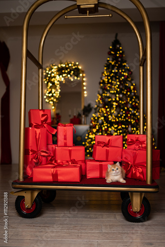 Wallpaper Mural Scottish fold kitten in a New Year's gift box Torontodigital.ca