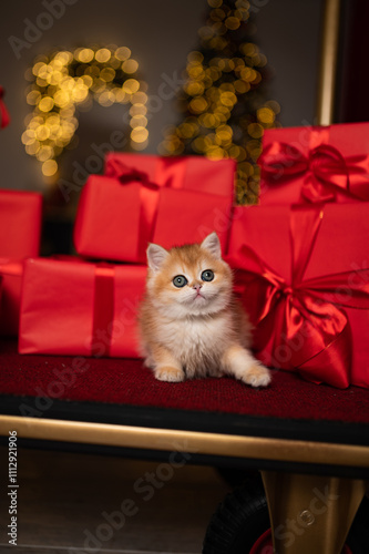 Wallpaper Mural Scottish fold kitten in a New Year's gift box Torontodigital.ca