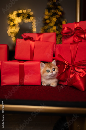 Wallpaper Mural Scottish fold kitten in a New Year's gift box Torontodigital.ca