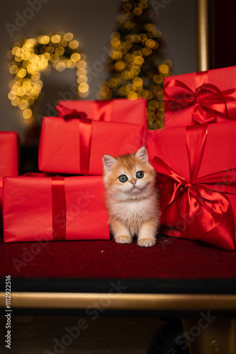 Wallpaper Mural Scottish fold kitten in a New Year's gift box Torontodigital.ca