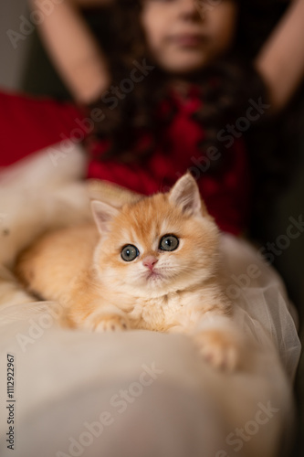 Wallpaper Mural Scottish fold kitten in a New Year's gift box Torontodigital.ca