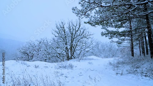 Wallpaper Mural Snow-covered woods at twilight offer a tranquil escape into nature's winter wonderland near a secluded trail Torontodigital.ca