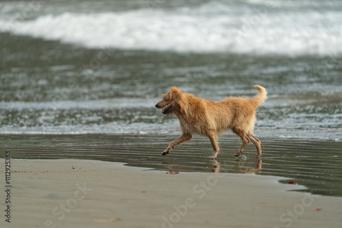 Dog on the shore of the beach  photo