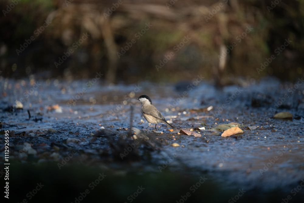 ucelli in volo