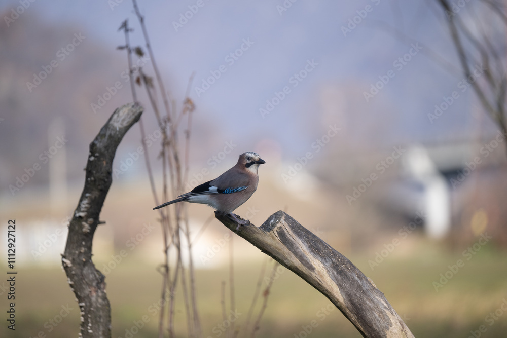 Fototapeta premium ucelli in volo