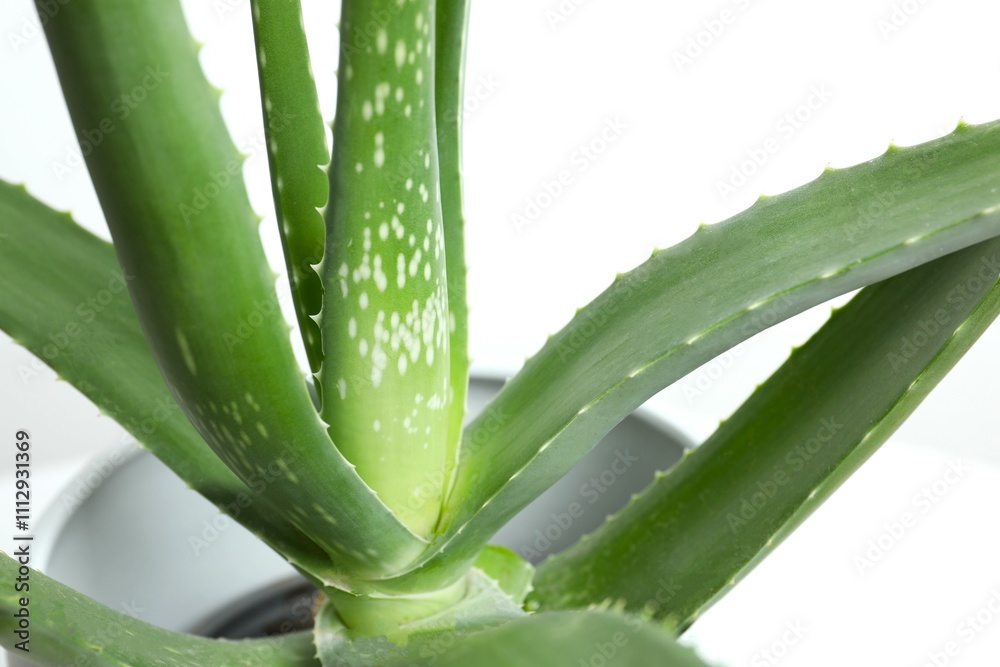 Fototapeta premium Green aloe plant close up