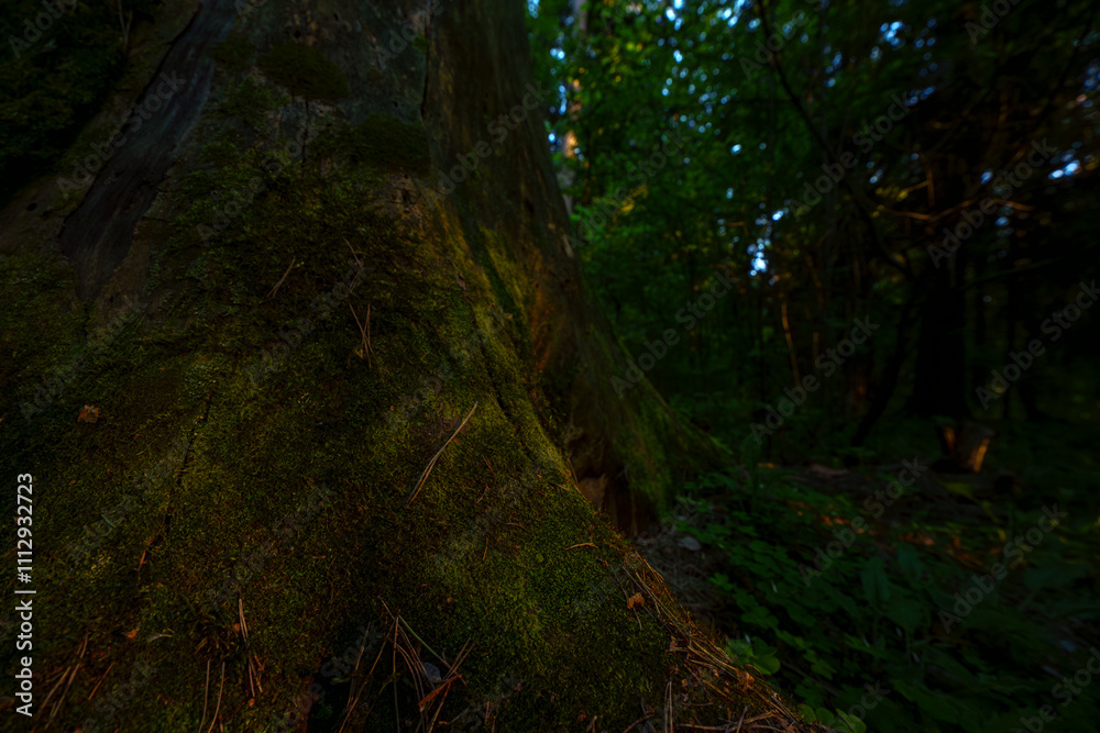 Moss-covered tree trunk in a dark forest Moss-covered tree trunk in a dark forest
