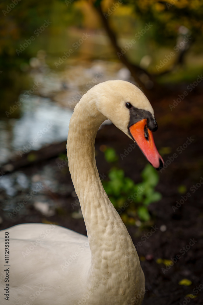 Close-up of a swan by the lake with blurred natural background Close-up of a swan by the lake with blurred natural background