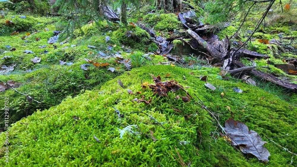 Fototapeta premium moss on the ground