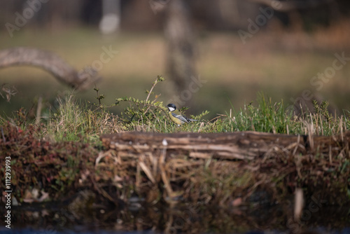 ucelli in volo