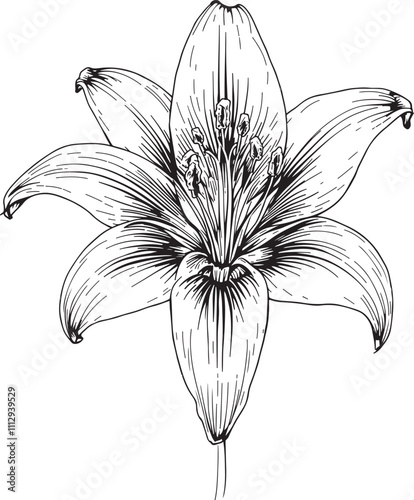Lily orchid flower linear fine line drawing sketch art black and white vector illustration