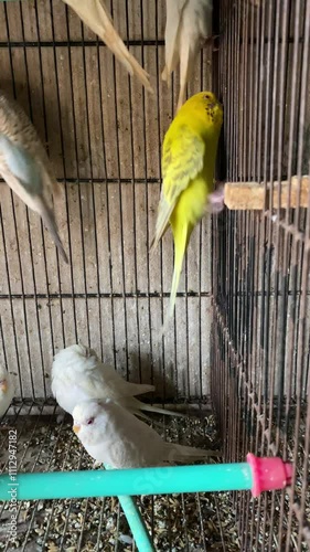 Most Beautiful Multi Colour Birds in a Cage