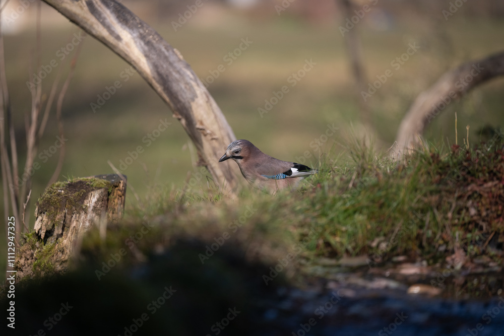 Fototapeta premium ucelli in volo