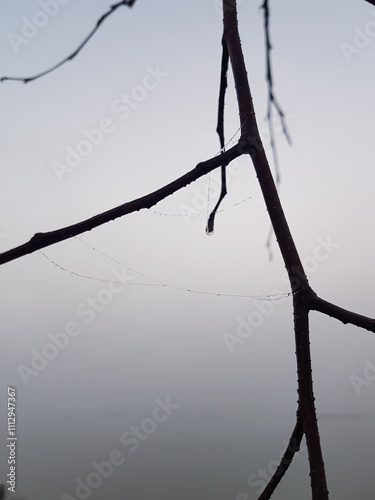 tree on the beach in fog