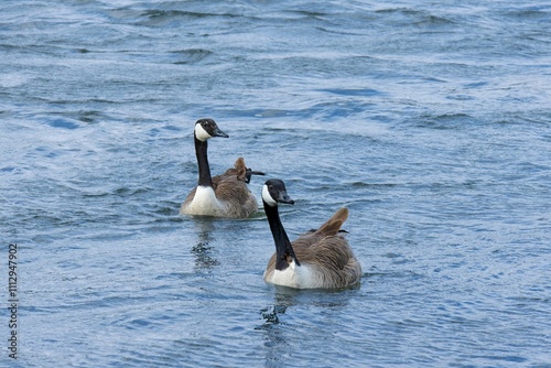 Two ducks swimming in the Rhine River