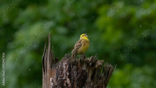 Yellow bird in rainy weather looking at the sky