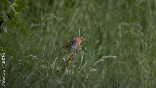 Wild birds