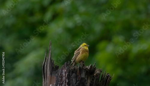 Yellow bird standing on broken tree