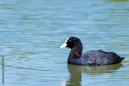 Moorhen swimming in a pond
