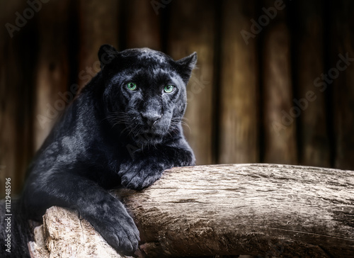 Obraz na płótnie Black panther resting on a tree branch, staring intensely at the camera in a wild jungle setting w salonie