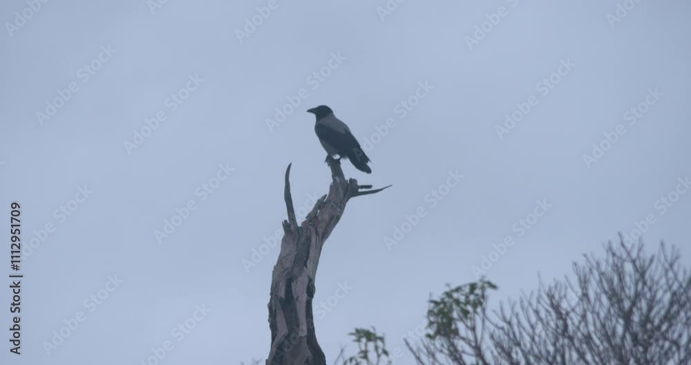 Black crow jackdaw bird perched on tree branch Black crow jackdaw bird perched on tree branch