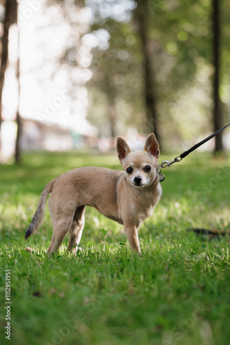 small dog is standing on grassy meadow on a leash. Chihuahua on walk in park. pet without one paw, disabled puppy. animal care