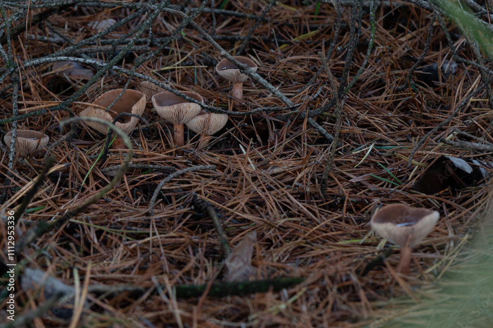 Obraz premium close-up of a group of Liver Milkcap fungus near pine trees