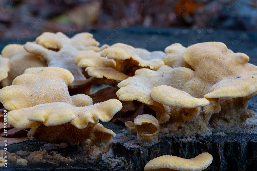 close-up of a group of mock oyster fungus close-up of a group of mock oyster fungus