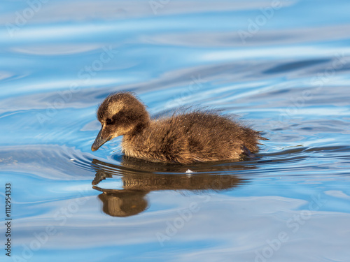 Eider Duck Chick ( Somateria mollissima ). Farne islands. photo