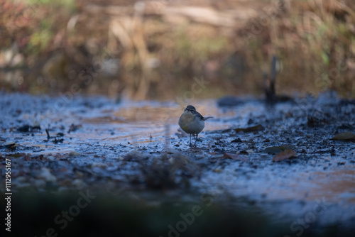 ucelli in volo photo