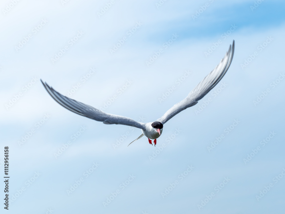 Artic Tern Bird in Flight