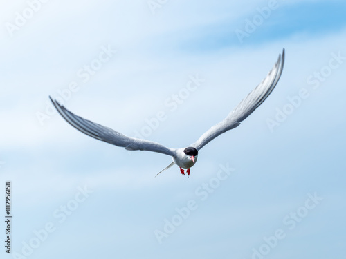 Obraz na płótnie Artic Tern Bird in Flight w salonie